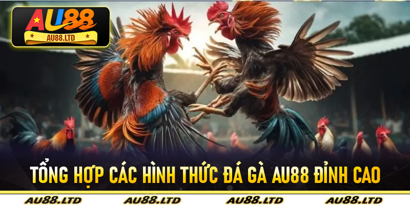 Tổng hợp các hình thức đá gà Au88 đỉnh cao