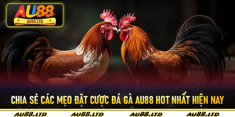 Chia sẻ các mẹo đặt cược đá gà Au88 hot nhất hiện nay
