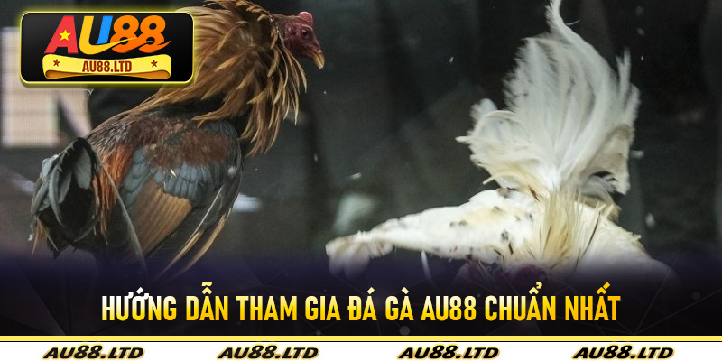 Hướng dẫn tham gia đá gà Au88 chuẩn nhất